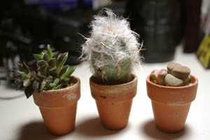 three cactus.jpg